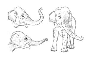 realistisk elefant uppsättning isolerat på vit bakgrund. graverat indisk elefant för Zoo mönster. vektor illustration