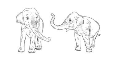 elefanter isolerat på vit bakgrund. realistisk elefant familj. vektor illustration