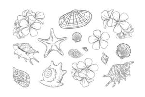 Muscheln und Frangipani Satz. Muscheln und Pflaume Blumen isoliert im Weiß Hintergrund. Vektor Illustration