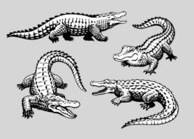 uppsättning av krokodil hand dragen vektor