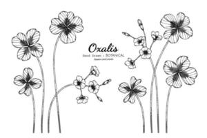 oxalis blomma och blad handritad botanisk illustration med konturteckningar. vektor