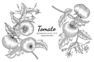 tomat handritad botanisk illustration med konturteckningar på vita bakgrunder. vektor