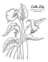 Calla Lilie Blume und Blatt Hand gezeichnete botanische Illustration mit Strichzeichnungen auf weißem Hintergrund. vektor