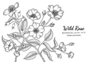 Wildrose Blume und Blatt Hand gezeichnete botanische Illustration mit Strichzeichnungen auf weißem Hintergrund. vektor