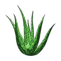 aloe vera växt skiss hand dragen vektor