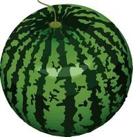 Wassermelone Illustration Vektor