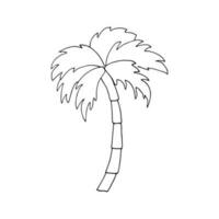 Hand gezeichnet von ein Kokosnuss Palme Baum. Vektor Illustration, isoliert auf Weiß Hintergrund.