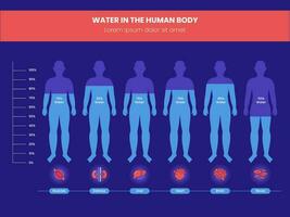 Unterschied Prozentsatz von Wasser im das Mensch Körper Infografik auf rot und Blau Hintergrund. vektor