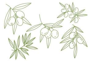 en uppsättning av kvistar med oliver. enkel ikoner i klotter stil. vektor illustration isolerat på vit bakgrund.