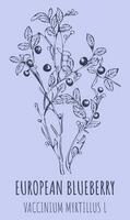 europäisch Blaubeere Busch oder Impfstoff Myrtillus l mit reif Beeren im Jahrgang Stil. Vektor Illustration