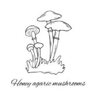 Hand gezeichnet Honig Agaric Pilze vektor