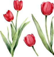 einstellen von rot Aquarell Tulpen mit Grün Blatt. Hand gezeichnet Aquarell Illustration vektor