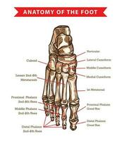 mänsklig fot ben anatomi vektor skiss