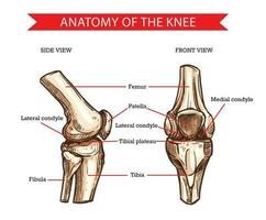 Knie Knochen und gemeinsam, Vektor skizzieren Mensch Anatomie