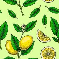 citron- sömlös mönster. färgrik hand dragen vektor illustration i skiss stil. tropisk exotisk citrus- frukt sommar bakgrund