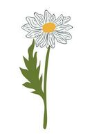 hand dragen daisy blomma tecknad serie illustration. en enkel blomma på vit bakgrund. vektor illustration.