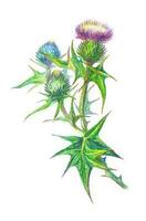 Hand gezeichnet Illustration von ein Distel Blume. Klette gezeichnet mit farbig Bleistifte isoliert auf Weiß. Vektor botanisch Illustration.