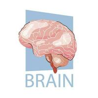 mänsklig hjärna vektor illustration isolerat på en vit bakgrund. inre organ, anatomi, anatomiskt korrekt hjärna. anatomi affisch