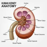 Mensch Niere Anatomie realistisch. Vektor Illustration