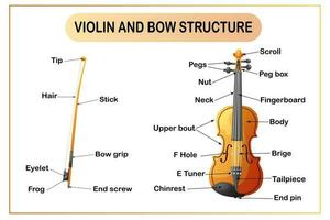 Violine und Bogen Infografik. das Struktur von ein Musical Instrument. brechen ein Teil ein Geige. Material zum Lernen. Karikatur Stil. Vektor Illustration.