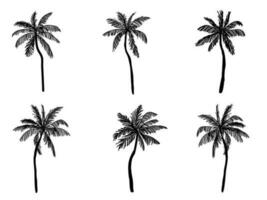 Sammlung von Symbolen für schwarze Kokospalmen. kann verwendet werden, um jedes Thema der Natur oder eines gesunden Lebensstils zu veranschaulichen. vektor