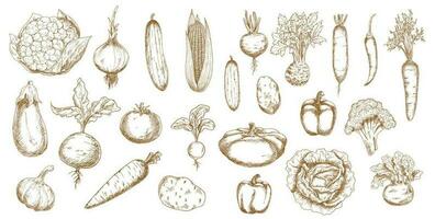Gemüse isoliert Skizzen von Bauernhof Vegetarisch Essen vektor