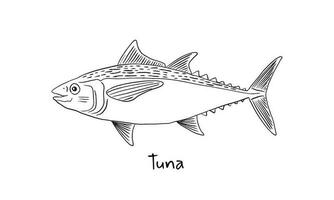 Hand gezeichnet Thunfisch Fisch im skizzieren Stil. einfach Vektor isoliert Illustration auf Weiß Hintergrund