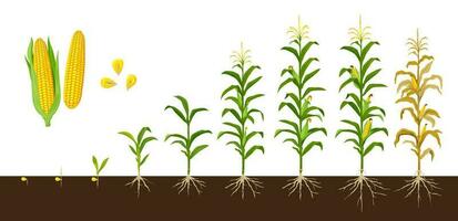majs majs tillväxt etapper, vegetabiliska beskära växt vektor