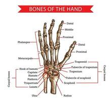 hand och handled ben, mänsklig anatomi vektor skiss