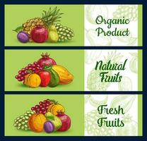 tropisk frukt banderoller skiss, bruka marknadsföra mat vektor