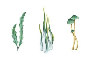 uppsättning av sjögräs. vattenfärg illustration. vektor
