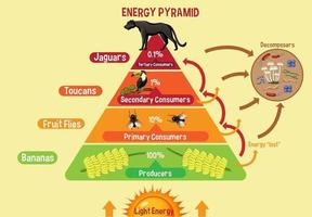 Diagramm, das die Energiepyramide für Bildung zeigt vektor