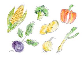 Färska grönsaker vektor uppsättning akvarell illustration