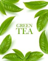 grön te löv ört- bakgrund, vektor
