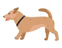 löpning blandras hund med en krage och utstående tunga, profil se. vektor isolerat platt illustration av en inhemsk djur.