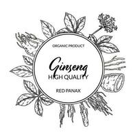 Ginseng rahmen. Hand gezeichnet botanisch Vektor Illustration im skizzieren Stil. können Sein benutzt zum Verpackung, Etikett, Abzeichen, Logo. Kräuter- Medizin Hintergrund