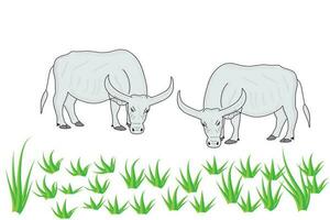 buffel äter grön gräs på ris fält i landsbygden i Asien, vektor illustration på vit bakgrund med islated