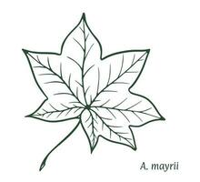 mayra lönn blad. de skiss är dragen förbi hand, i bläck med en penna. namn i latin. acer mayrii. isolerat på vit bakgrund. vektor. vektor