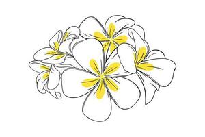 Frangipani oder Plumeria tropisch Blume zum Leis. Hand gezeichnet Frangipani mit Gelb Blütenblätter isoliert im Weiß Hintergrund. Gliederung Vektor Illustration