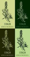 Estragon oder Artemisia Dracunculus, aromatisch Küche und medizinisch Kraut. Hand gezeichnet botanisch Vektor Illustration