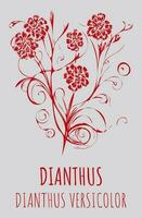 vektor illustration av fält nejlika. hand dragen botanisk illustration av dianthus campestris.