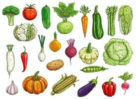 bruka grönsaker isolerat vektor skisser