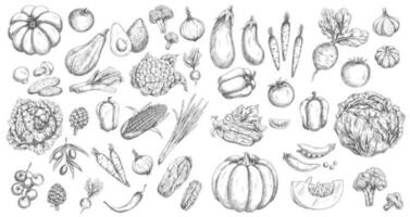grönsaker vektor skisser, trädgård grönsaker