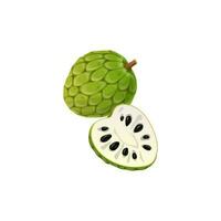 tropisk frukt Cherimoya eller tjock vaniljsås äpple isolerat vektor