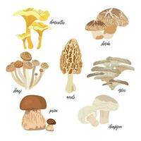 svamp vektor illustration uppsättning i platt design isolerat på vit bakgrund. porcini, kantareller, murklor, ostron svamp, shimeji, champinjon, shiitake.