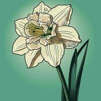 Single Weiß Narzisse Blume Vektor Illustration