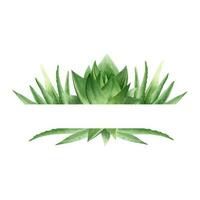 aloe vera växt. botanisk saftig aloe. ram av aloe vera. vattenfärg illustration, ritad för hand. isolerat på vit bakgrund. för förpackning kosmetika, vykort, taggar vektor