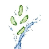 de aloe vera växt. skivor av saftig saftig aloe med stänk av vatten. vattenfärg illustration, ritad för hand. isolerat på en vit bakgrund. för förpackning kosmetika, omslag papper, vykort. vektor