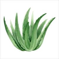 aloe vera växt. botanisk saftig aloe. vattenfärg illustration, ritad för hand. isolerat på vit bakgrund. för förpackning kosmetisk, omslag papper vektor