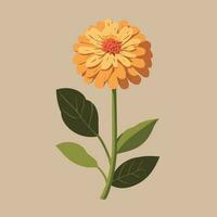 zinnia blommande växt isolerat vektor